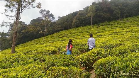 茶園有啥好玩的？探訪茶山之旅的樂趣與發現